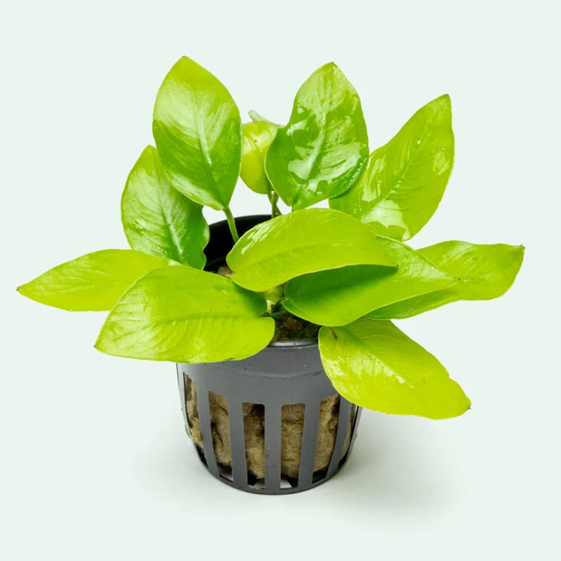 Anubias Nana Gold pot Aber aquatic Anubias Nana Gold pot