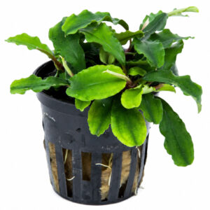 Bucephalandra Wavy Green pot