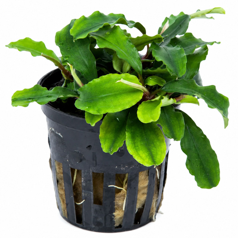 Bucephalandra Wavy Green pot Aber aquatic Bucephalandra Wavy Green pot