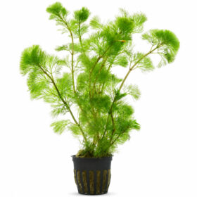 Cabomba Aquatica pot