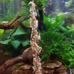 Ceramic Nature Astaxanthin Sticks (x10) - Image 2