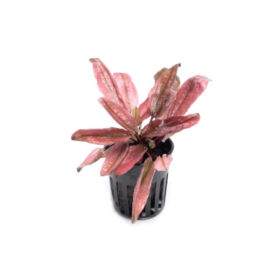 Cryptocoryne Flamingo pot