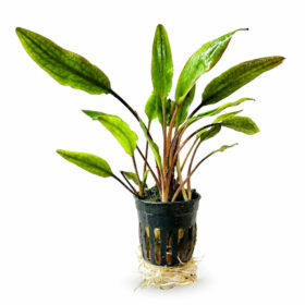 Cryptocoryne Lucens pot