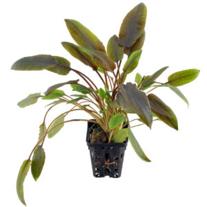 Cryptocoryne Wendtii Brown Indo pot