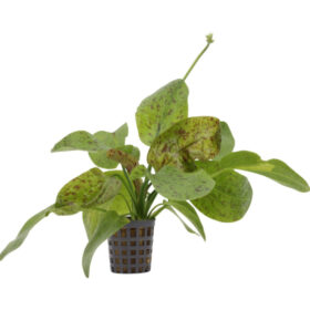 Echinodorus Ozelot Green pot