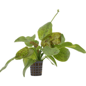 Echinodorus Ozelot Green pot