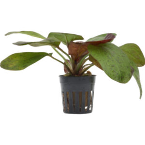 Echinodorus Ozelot pot