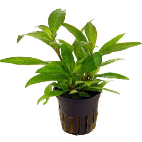 Hygrophila Corymbosa Siamensis Pot