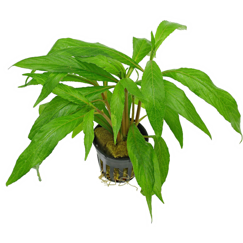 Hygrophila Salicifolia pot Aber aquatic Hygrophila Salicifolia pot