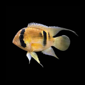 Keyhole Cichlid