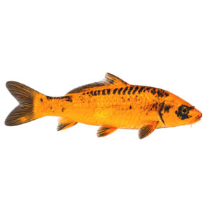 Koi Doitsu Kin Matsuba 22-25cm