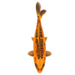 Koi Doitsu Kin Matsuba 22-25cm