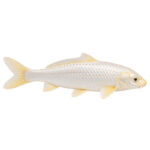 Koi Platinum Ogon 22–25cm