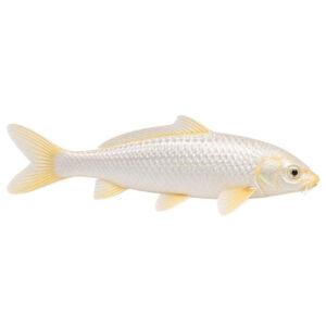 Koi Platinum Ogon 22–25cm