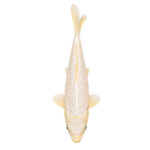 Koi Platinum Ogon 22–25cm