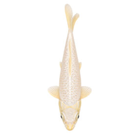Koi Platinum Ogon 22–25cm
