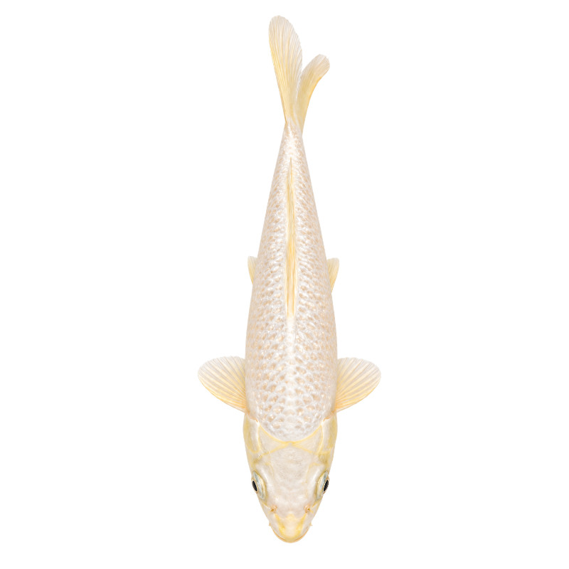Koi Platinum Ogon Aber aquatic Koi Platinum Ogon 22–25cm