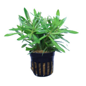 Pogostemon Stellatus Octopus pot