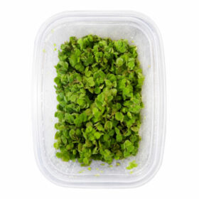 Salvinia minima – Cup