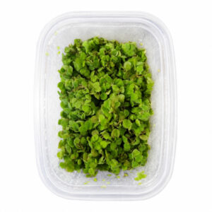 Salvinia minima – Cup