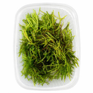 Vesicularia Dubyana – Cup