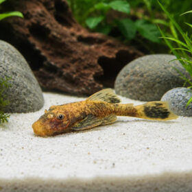 Ancistrus Red Jewel Small