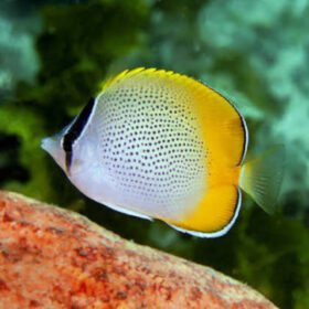 Chaetodon Guentheri, Crochet butterflyfish