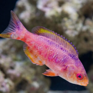 Clepticus Parrae, Creole Wrasse