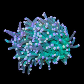 Euphyllia Glabrescens Green Premium (small)