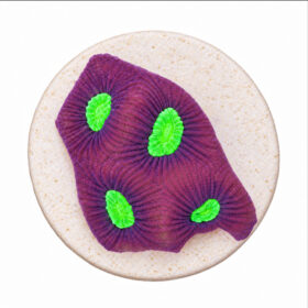 Favites Complanata Dragon Soul 1 (Frag)