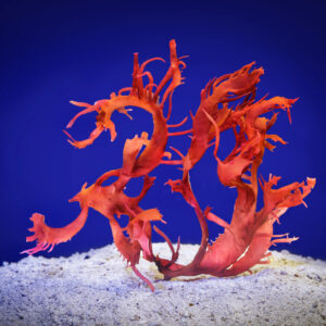 Halymenia Durvillei Dragons Breath algae