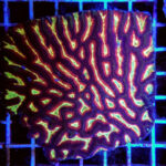 Platygyra Ultra, Maze brain coral