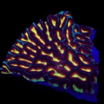 Platygyra Ultra, Maze brain coral