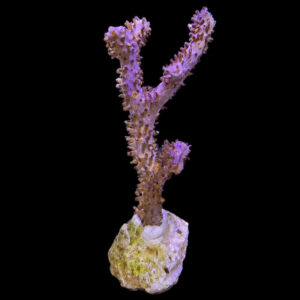Plexaurella gorgonia