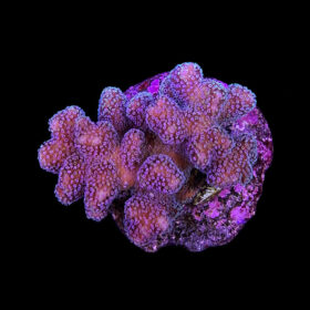 Stylophora Pistillata Pink