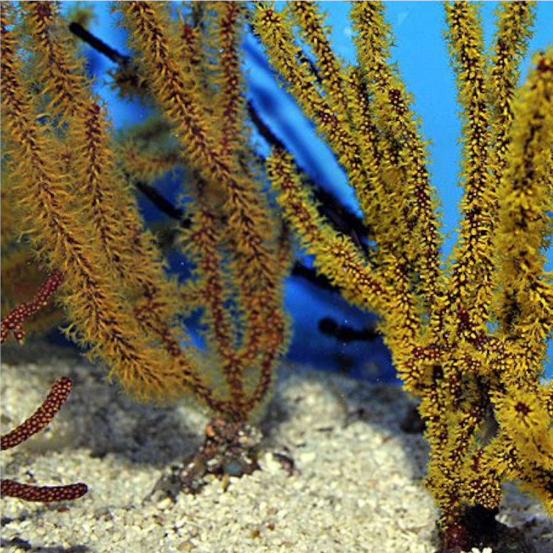 gorgonia spp coloured Gorgonia spp. (Colored)