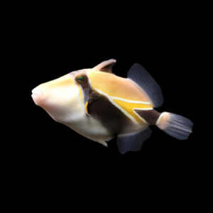 Rhinecanthus Rectangulus, Reef Triggerfish