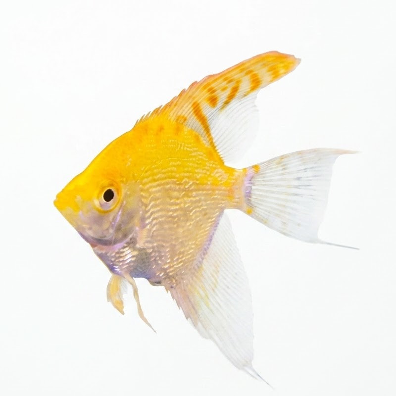 Σκαλάρια Red Cap Diamond aberaquatic Σκαλάρια Red Cap Diamond