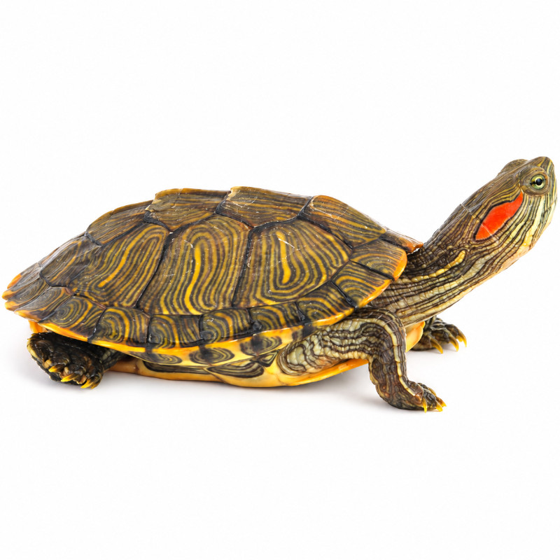 Χελώνα Red Eared Slider (Trachemys scripta elegans) Aber aquatic Χελώνα Red Eared Slider (Trachemys scripta elegans)
