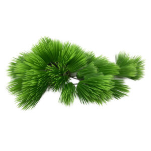 AQUA DELLA Eleocharis Green