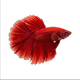 Betta Super Delta Male Red WYSIWYG