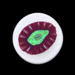 Caulastraea Furcata WYSIWYG (frag)