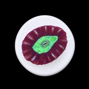 Caulastraea Furcata WYSIWYG (frag)