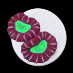 Caulastraea Furcata WYSIWYG (frag)