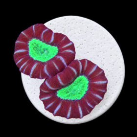 Caulastraea Furcata WYSIWYG (frag)