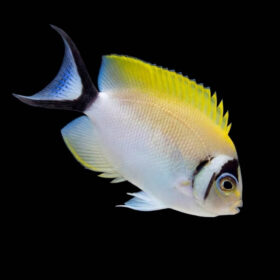 Genicanthus Semifasciatus Female