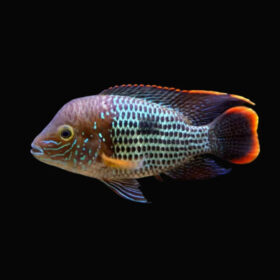 Green Terror Cichlid, Andinoacara rivulatus