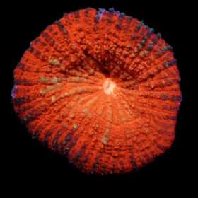 Lobophyllia Vitiensis (Orange)