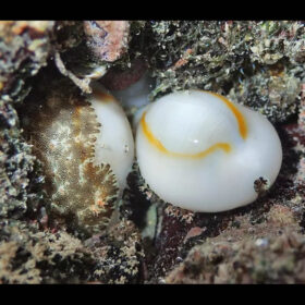 Monetaria Annulus