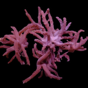Paralemnalia